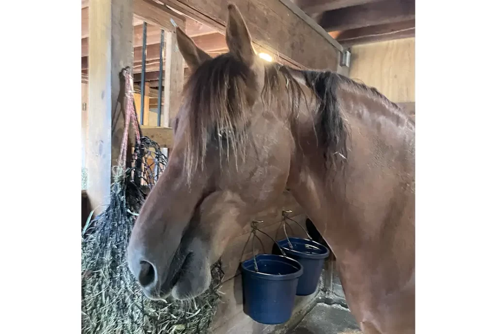 Leo’s family reached out to me because they were struggling to adjust to owning a new horse. They had had him for a year and his favorite pastimes were charging at his owner and trying to bite at her.