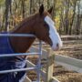 Hollywood Testimonial - Horse at Silver Lining Stables